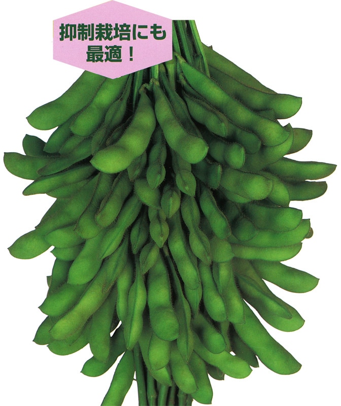 雪印種苗　エダマメ種子　莢音【取り寄せ注文】