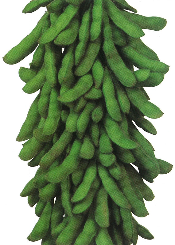 雪印種苗　エダマメ種子　月夜音【取り寄せ注文】