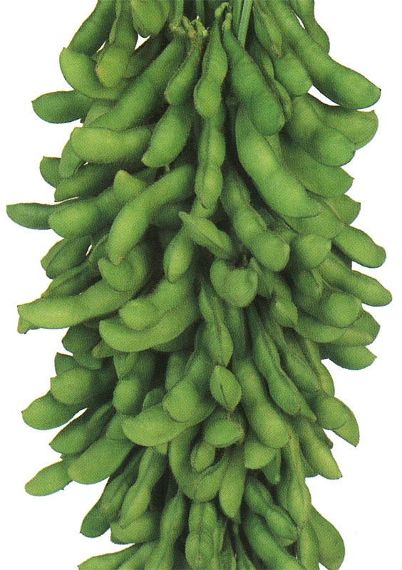 雪印種苗　エダマメ種子　サヤコマチ【取り寄せ注文】【2024春小袋・1L(無処理)品切れ】