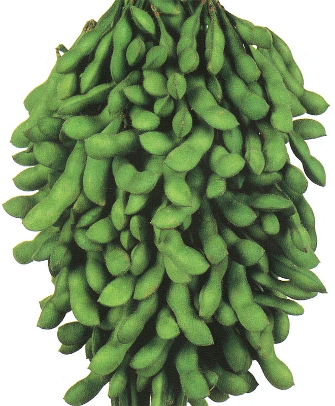 雪印種苗　エダマメ種子　ユキムスメ【取り寄せ注文】【2026年春種予約商品】