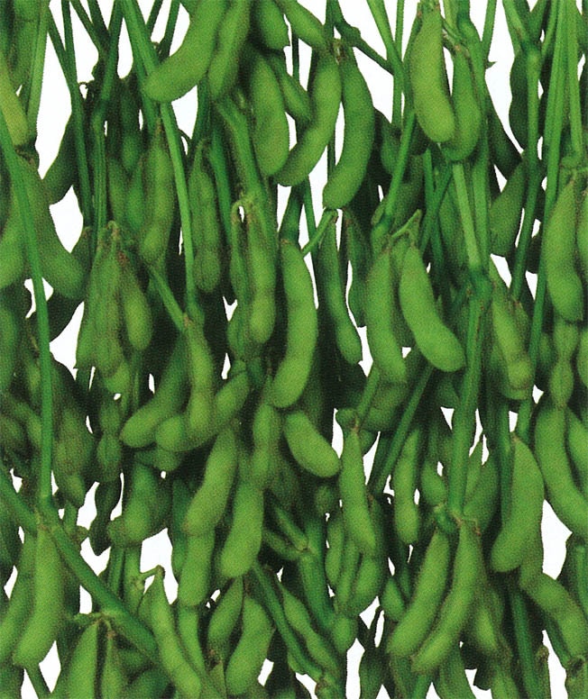 雪印種苗　エダマメ種子　雪音【取り寄せ注文】＊種子有効期限2026年1月末