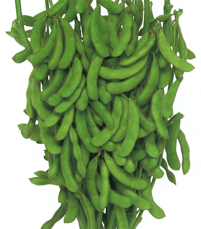 雪印種苗　エダマメ種子　サヤニシキ【取り寄せ注文】