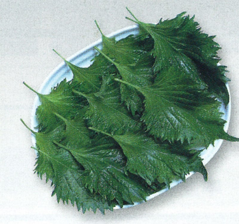 タキイ種苗 特用作物 青シソ[ATY132]【取り寄せ注文】【2026年春種予約商品】