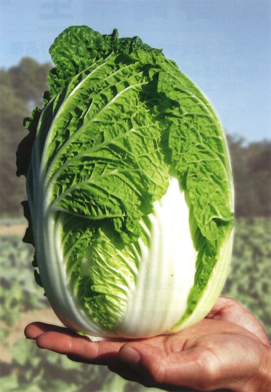 野崎採種場 ハクサイ種子 まいこ【取り寄せ注文】