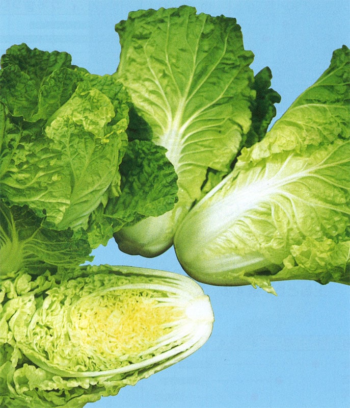 野崎採種場 ハクサイ種子 レタサイ【取り寄せ注文】＊種子有効期限2026年4月末