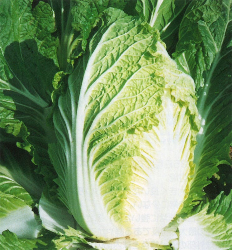 野崎採種場 ハクサイ種子 華黄【取り寄せ注文】