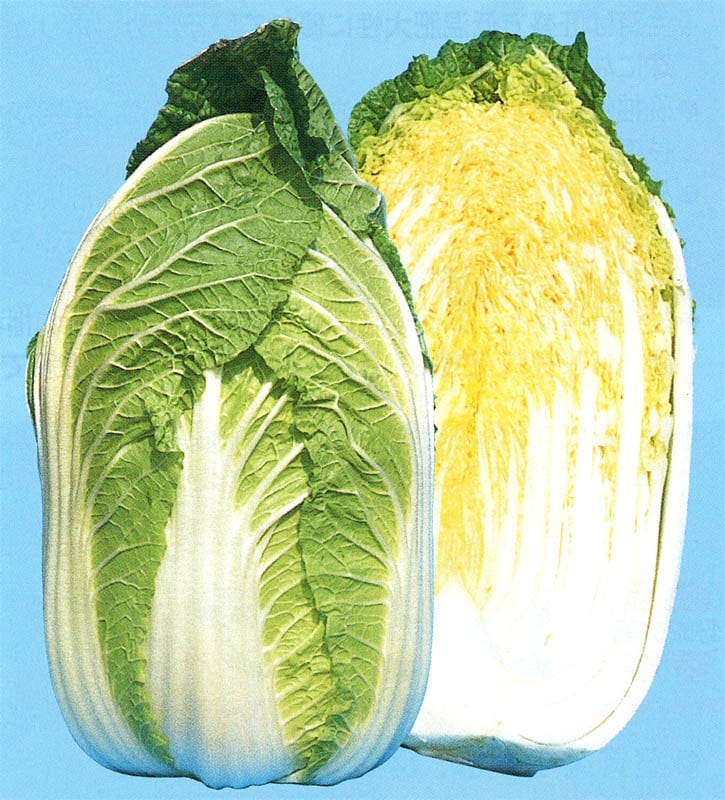 野崎採種場 ハクサイ種子 輝黄【取り寄せ注文】