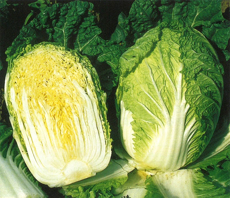 野崎採種場 ハクサイ種子 双美黄【取り寄せ注文】＊種子有効期限2026年4月末