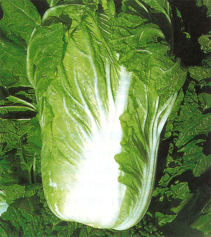 野崎採種場 ハクサイ種子 野崎123【取り寄せ注文】