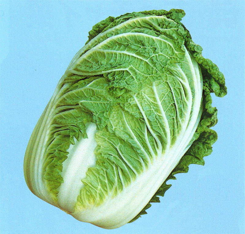 野崎採種場 ハクサイ種子 めぐみ二号【取り寄せ注文】