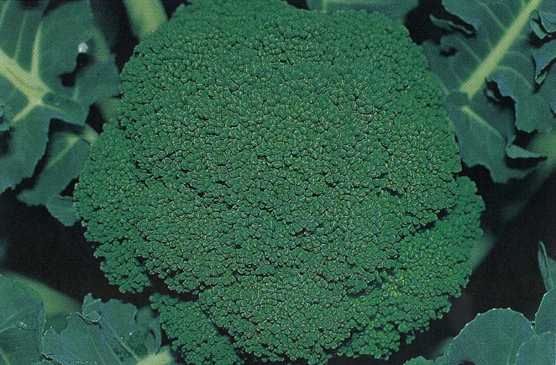 タキイ種苗 ブロッコリー種子 グリーンビューティ [ABR023]【取り寄せ注文】＊種子有効期限2026年4月末