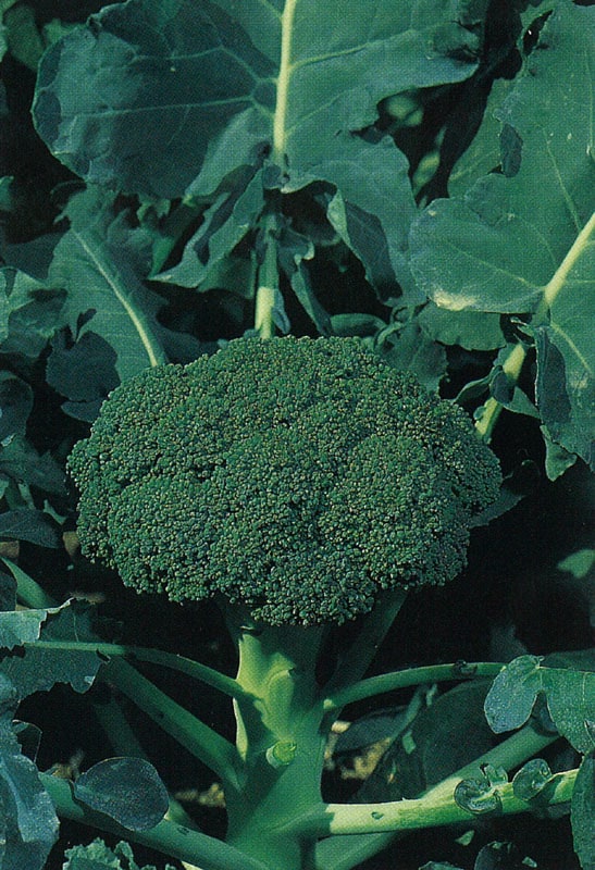 タキイ種苗 ブロッコリー種子 シャスター[ABR020]【取り寄せ注文】※2026春品薄商品