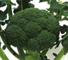 ブロリード ブロッコリー種子 サミット【取り寄せ注文】＊種子有効期限