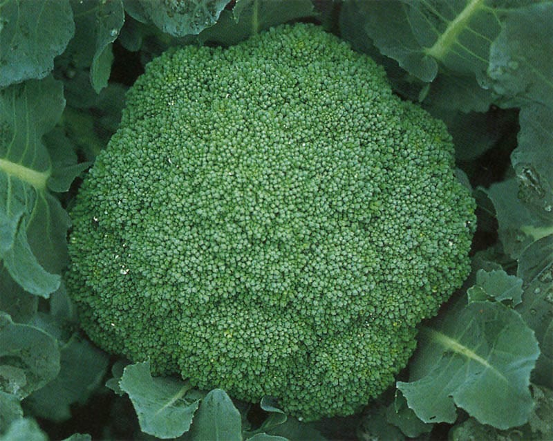 野崎採種場 ブロッコリー種子 やま緑【取り寄せ注文】＊種子有効期限