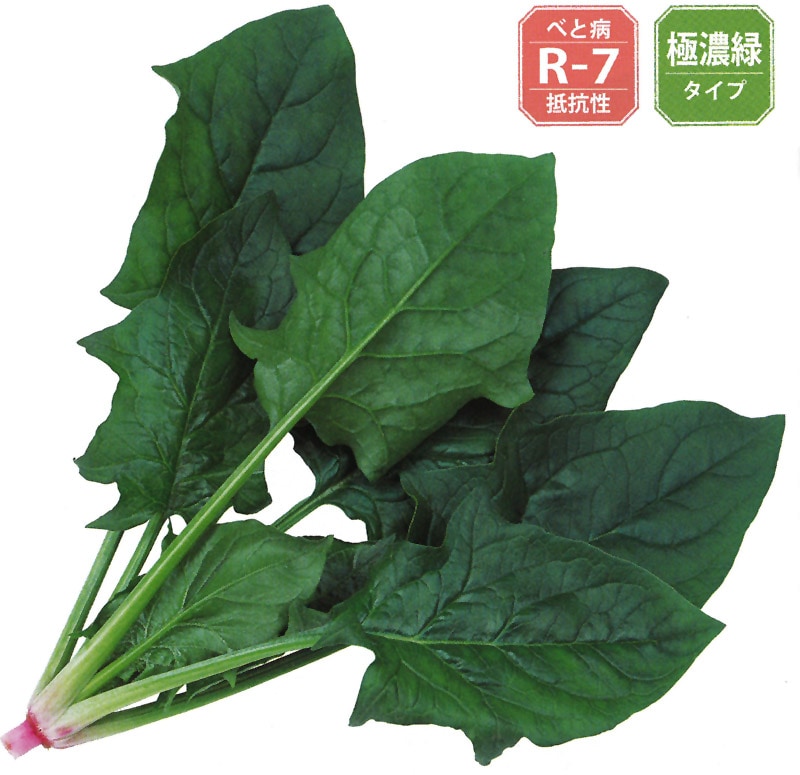 サカタのタネ ホウレンソウ種子 アグレッシブ【取り寄せ注文】秋のみ商品＊種子有効期限2026年5月末