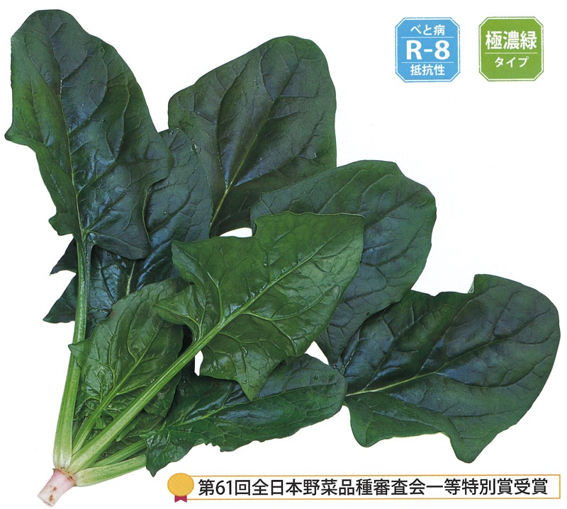サカタのタネ　ホウレンソウ種子　プログレス[019577]【取り寄せ注文】