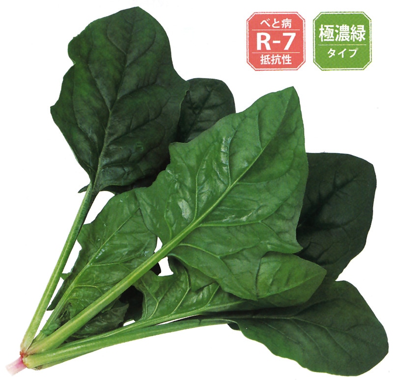 サカタのタネ ホウレンソウ種子 クロノス【取り寄せ注文】＊種子有効期限2026年5月末