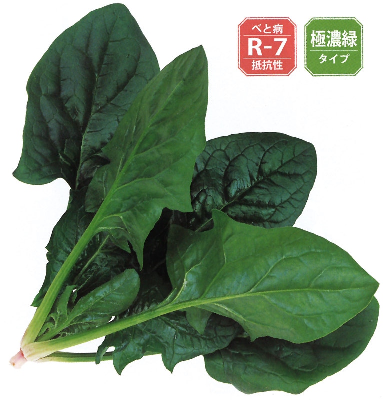 サカタのタネ　ホウレンソウ種子　ミラージュ【取り寄せ注文】＊種子有効期限2026年5月末
