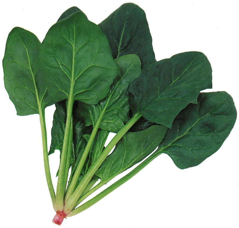 サカタのタネ ホウレンソウ種子 トラッド【取り寄せ注文】＊種子有効期限2026年5月末 