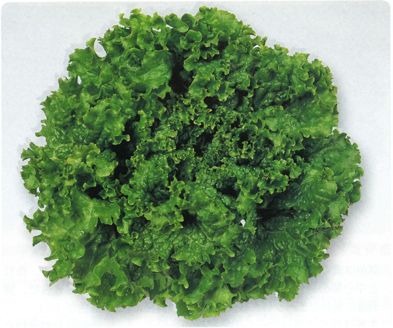 れたす出品 レタス（グリーンレーク2B61） : みづほ商店ヤフーショップ