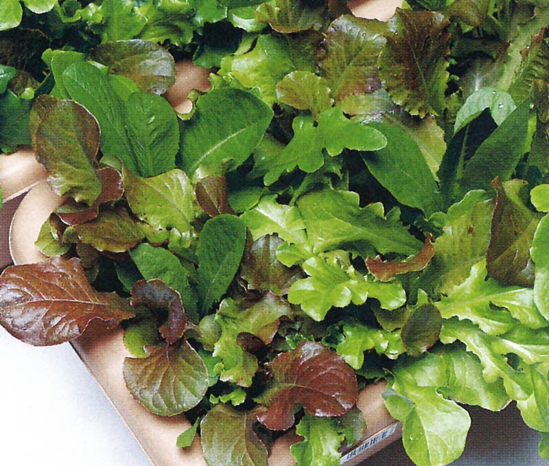 タキイ レタス ガーデンベビー ベビーリーフレタス Ale504 取り寄せ注文 葉菜類 レタス 中間地向けレタス 小林種苗株式会社