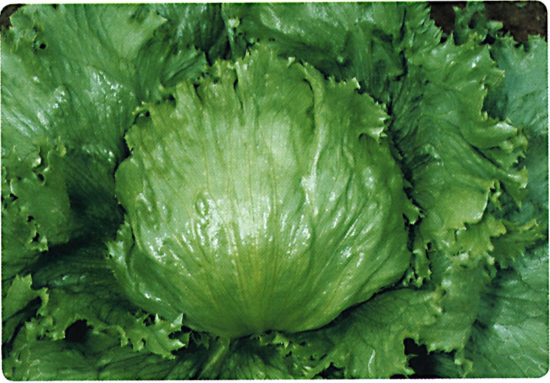 タキイ種苗 レタス種苗 サウザー[ALE136]【取り寄せ注文】 | 小林種苗