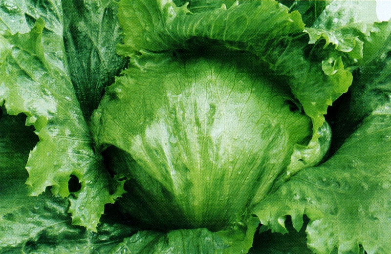 タキイ種苗 レタス種子 ウィザード L5千粒[ALE135]【取り寄せ注文】