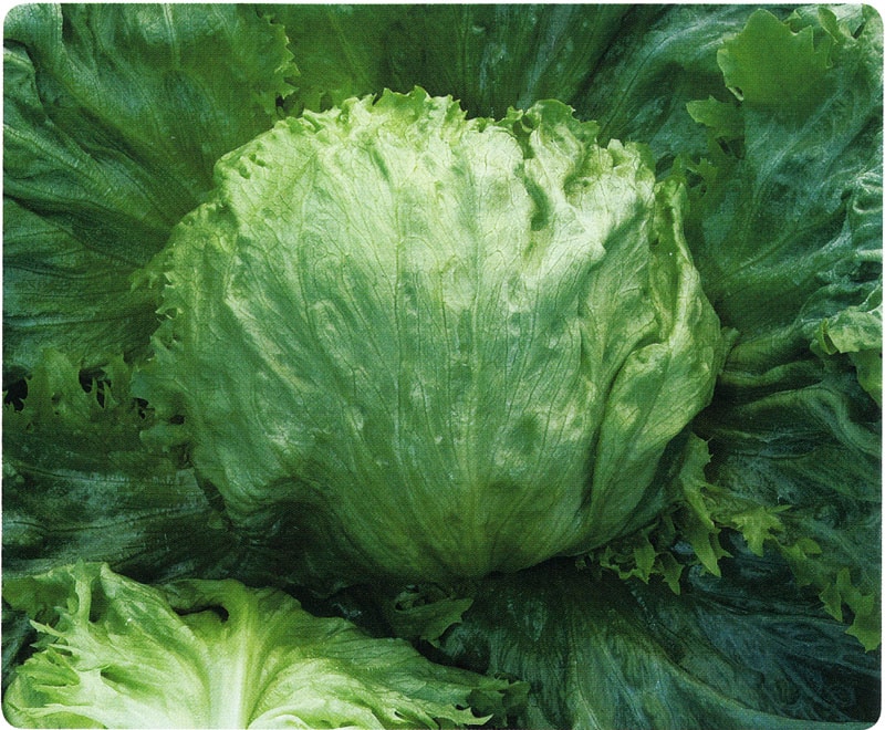 タキイ種苗 レタス種子 クールガイ L5千粒[ALE149]【取り寄せ注文】