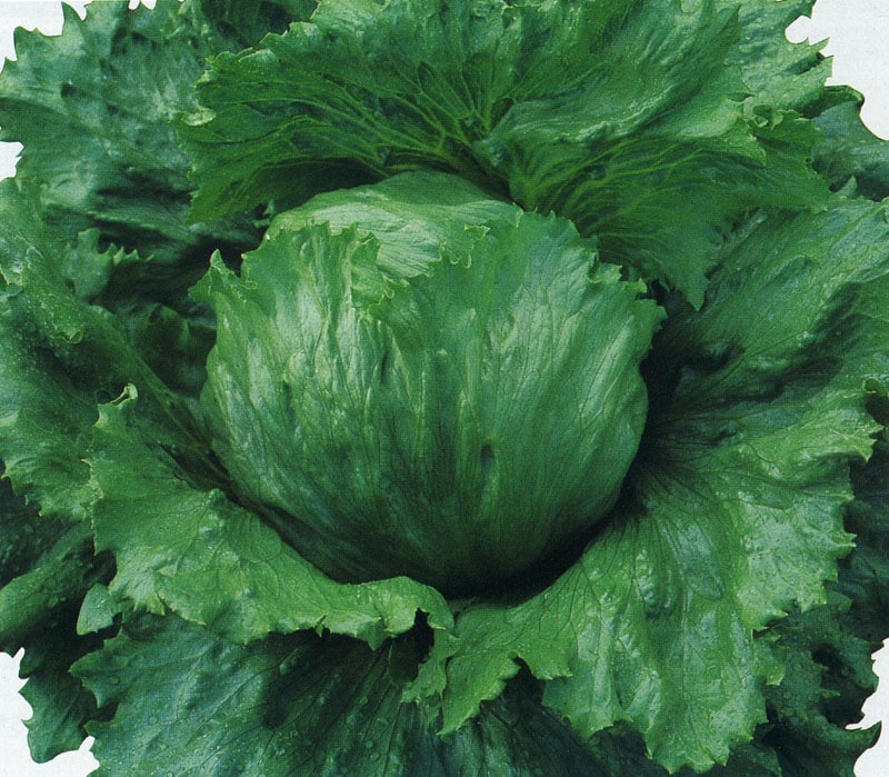 タキイ種苗 レタス種子 シーカー L5千粒[ALE142]【取り寄せ注文】