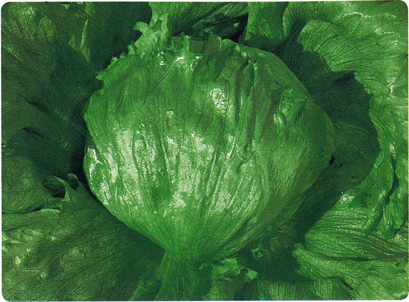 タキイ種苗 レタス種子 シスコFレタス L5千粒[ALE522]【取り寄せ注文】＊種子有効期限2026年4月末