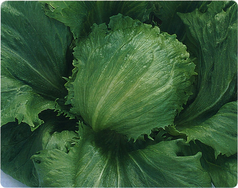 タキイ種苗 レタス種子 シスコビバ L5千粒[ALE144]【取り寄せ注文】＊種子有効期限2026年4月末