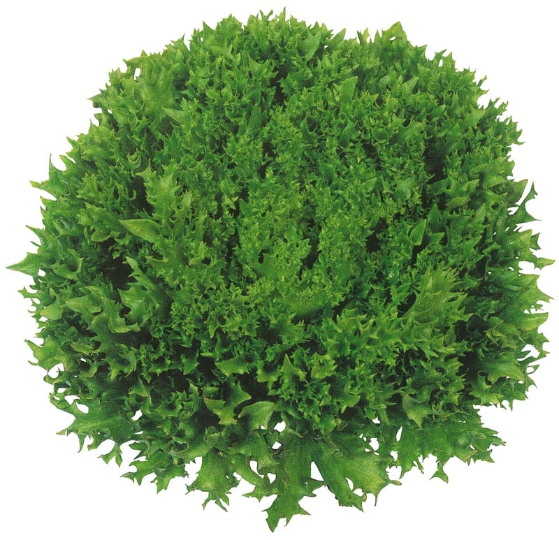 雪印種苗 レタス種子 おしゃレタス フリルアイス ペレット5000粒【取り寄せ注文】＊種子有効期限2026年1月末