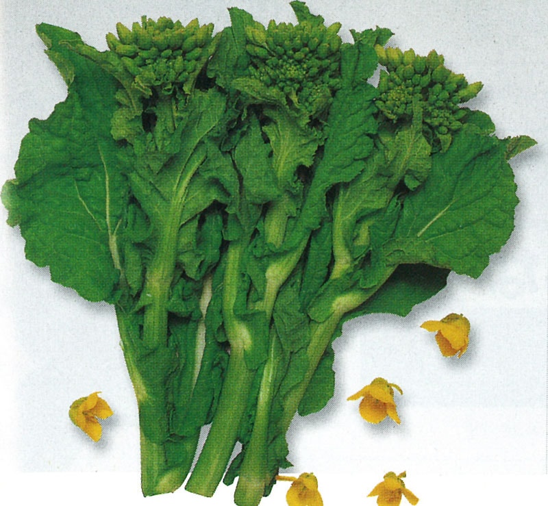 タキイ種苗 ナバナ種子 冬華菜花[ATU002]【取り寄せ注文】＊種子有効期限2026年4月末