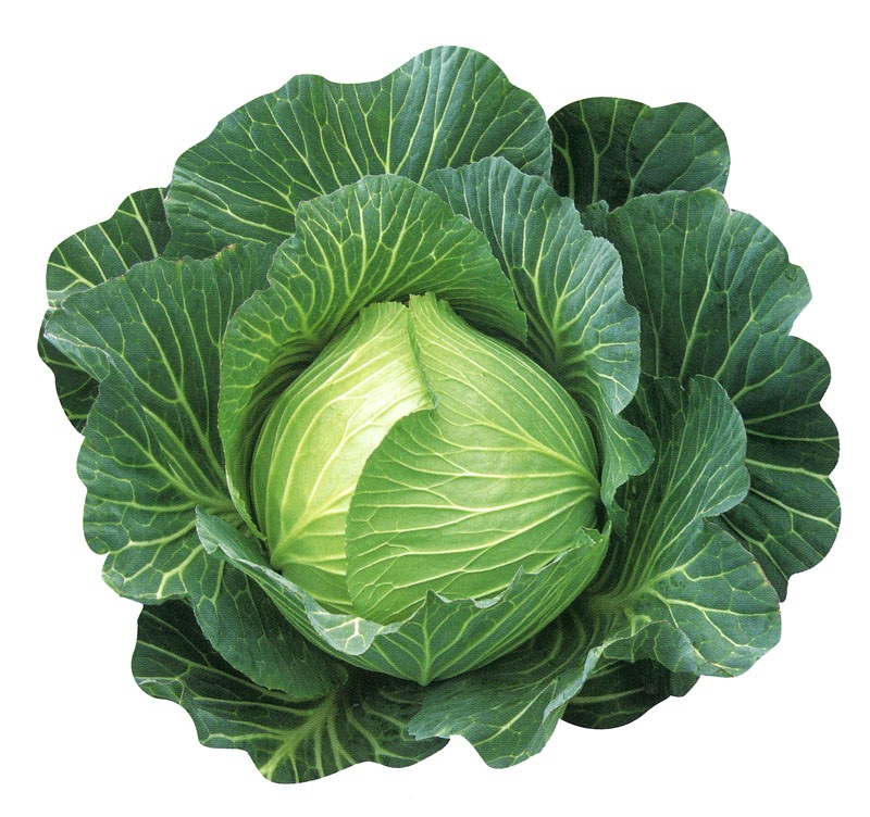 野崎採種場 キャベツ種子 冬武将【取り寄せ注文】＊種子有効期限2026年4月末