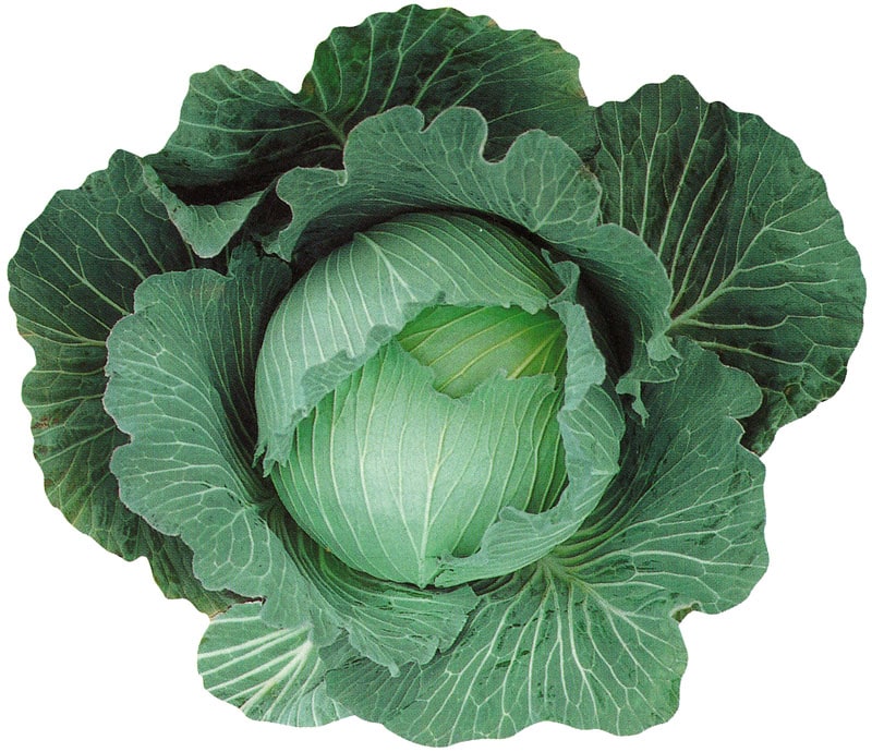 野崎採種場 キャベツ種子 冬のぼり【取り寄せ注文】