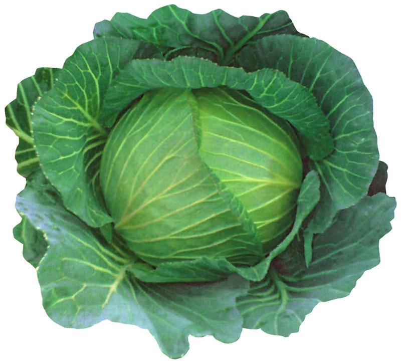 野崎採種場 キャベツ種子 冬まどか【取り寄せ注文】＊種子有効期限2026年4月末