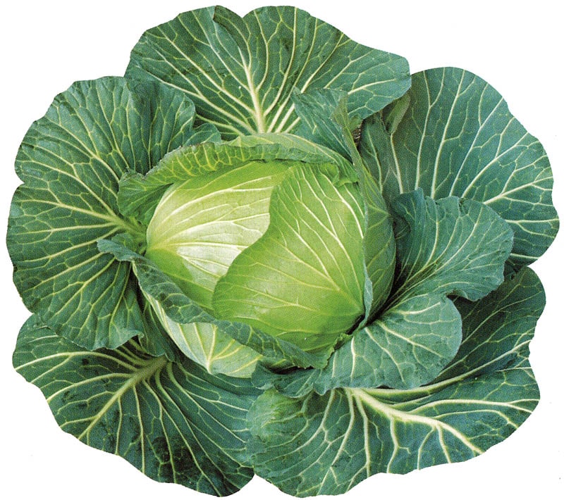 野崎採種場 キャベツ種子 強力まどか【取り寄せ注文】