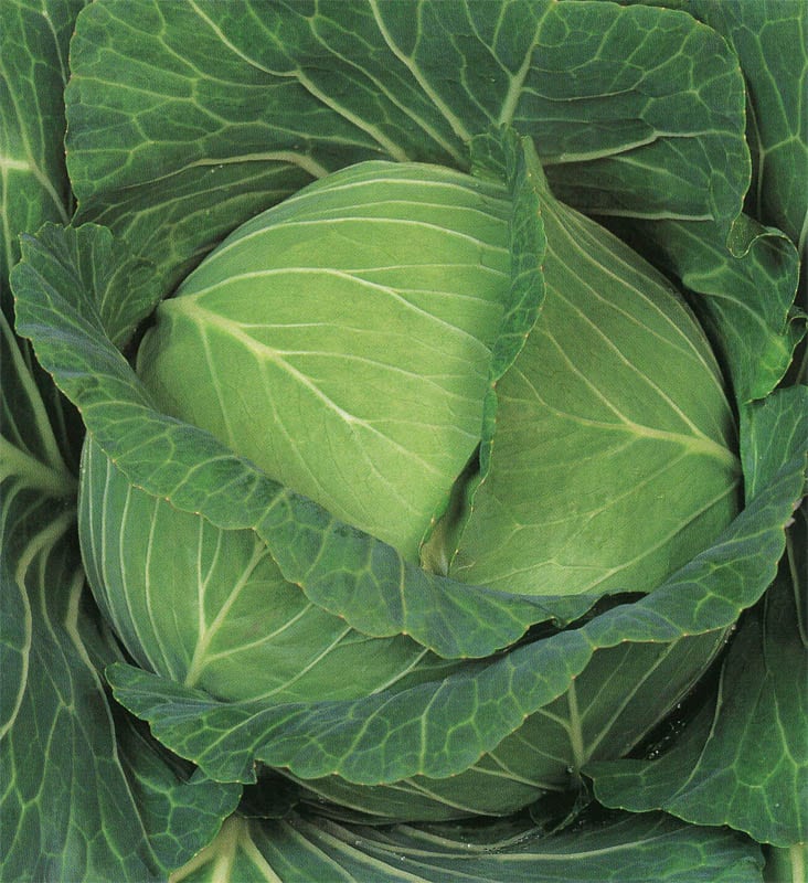 雪印種苗 キャベツ種子 YR晴信【取り寄せ注文】【2025年終売予定】*種子有効期限2025年9月末※在庫なくなり次第終売