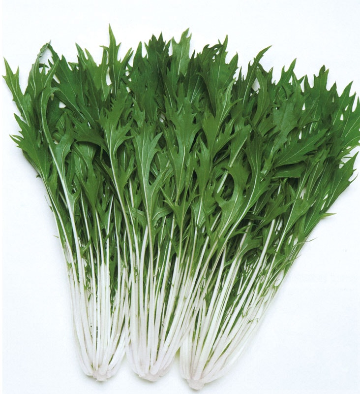 タキイ種苗 ミズナ種子 京かなで水菜[ATU046]【取り寄せ注文】【2026年春種予約商品】※2026春品薄商品