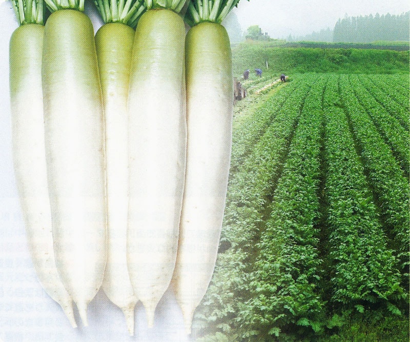 タキイ種苗 ダイコン種子 つや風[ADA02M]【取り寄せ注文】※2026春品薄商品