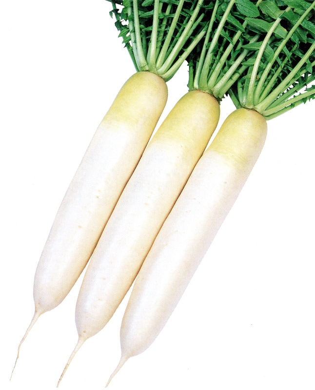 雪印種苗 ダイコン種子 冬侍【取り寄せ注文】＊種子有効期限2026年3月末【2027年3月末終売】