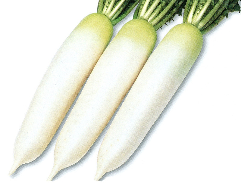 雪印種苗 ダイコン種子 喜太一【取り寄せ注文】