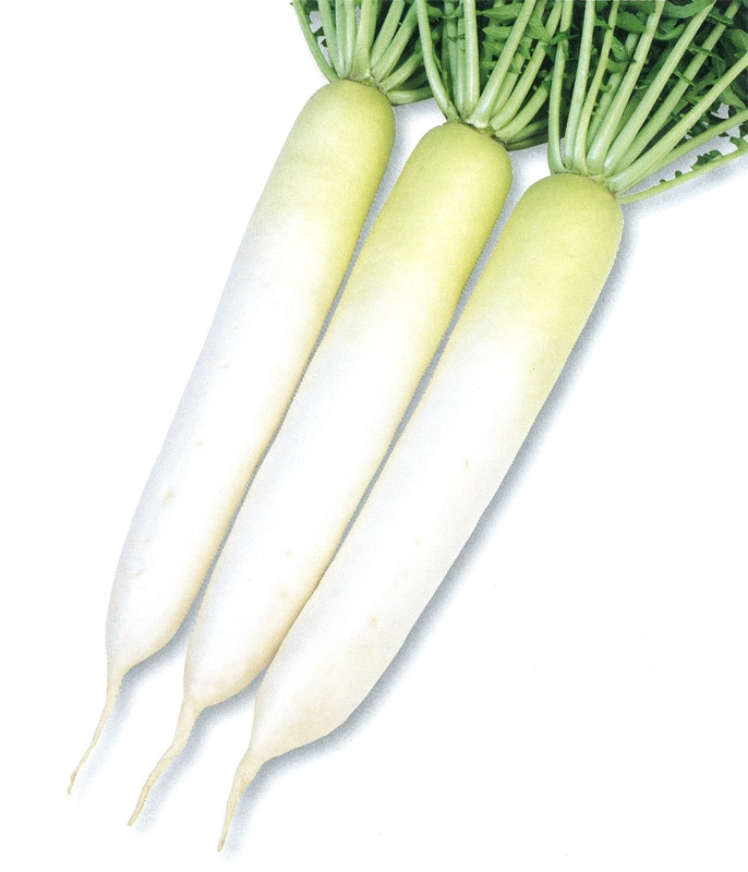 雪印種苗　ダイコン種子　来夏【取り寄せ注文】