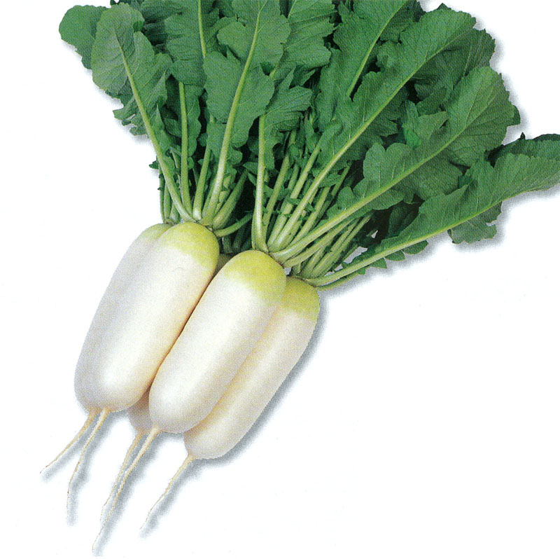 雪印種苗 ダイコン種子 小太りくん【取り寄せ注文】