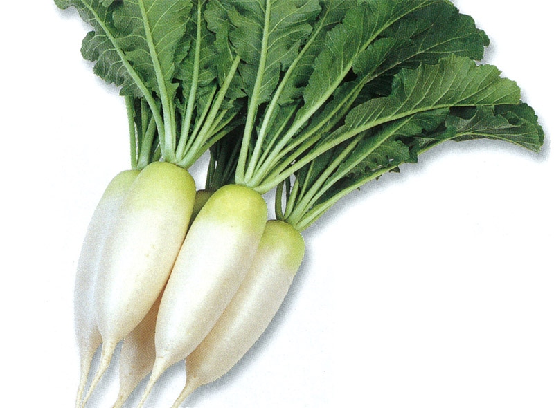 雪印種苗 ダイコン種子 葉根っ子【取り寄せ注文】