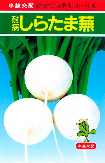 小林種苗 カブ種子 耐病しらたま＊種子有効期限2026年5月末