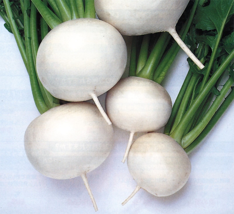 タキイ種苗 カブ種子 スワン[AKA017]【取り寄せ注文】※種子有効期限2026年4月末