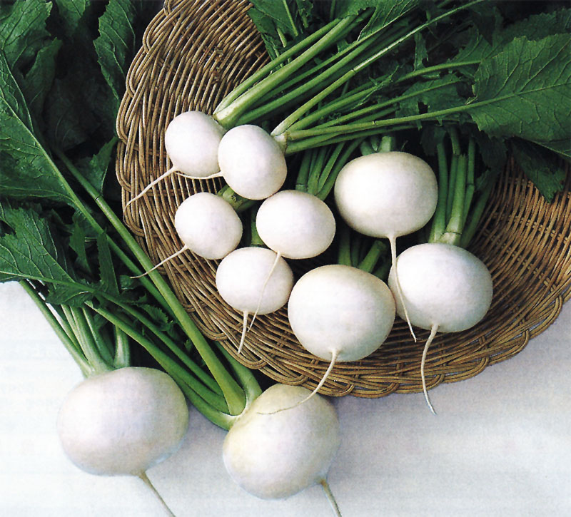 タキイ種苗 カブ種子 耐病ひかり[AKA011]【取り寄せ注文】＊種子有効期限2026年4月末