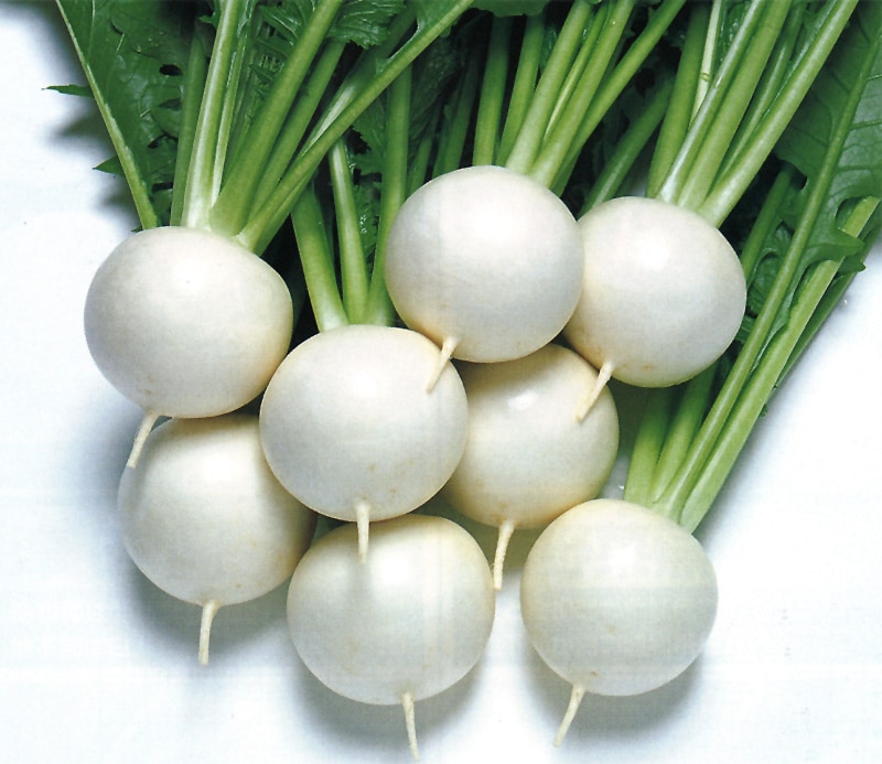 タキイ種苗 カブ種子 CRもちばな[AKA023]【取り寄せ注文】【2026年春種予約商品】