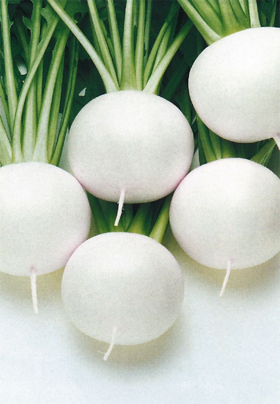 タキイ種苗 カブ種子 福小町[AKA020]【取り寄せ注文】【2026年春種予約商品】